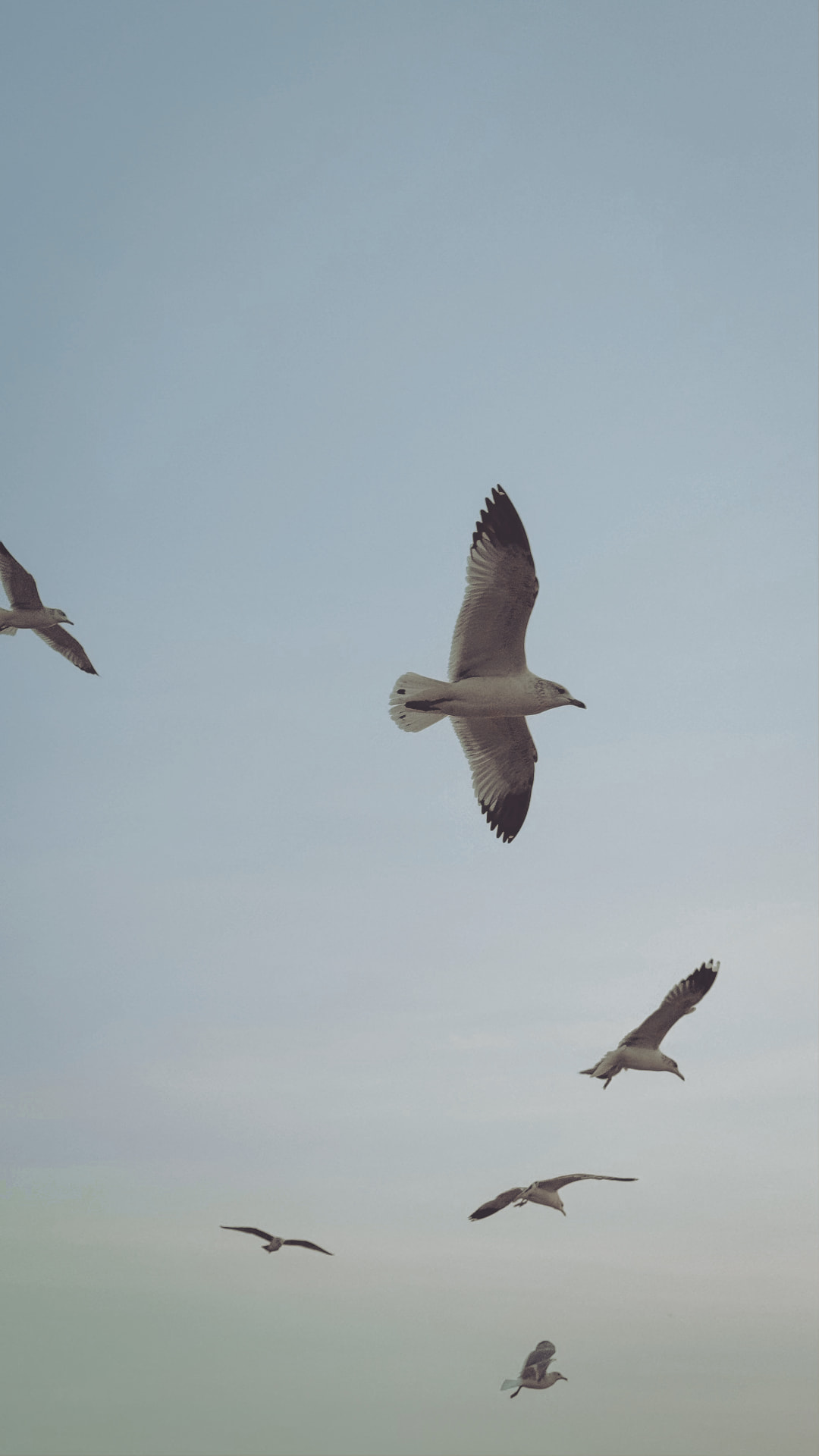 Seagulls flying through a misty Prince Edward Island sky