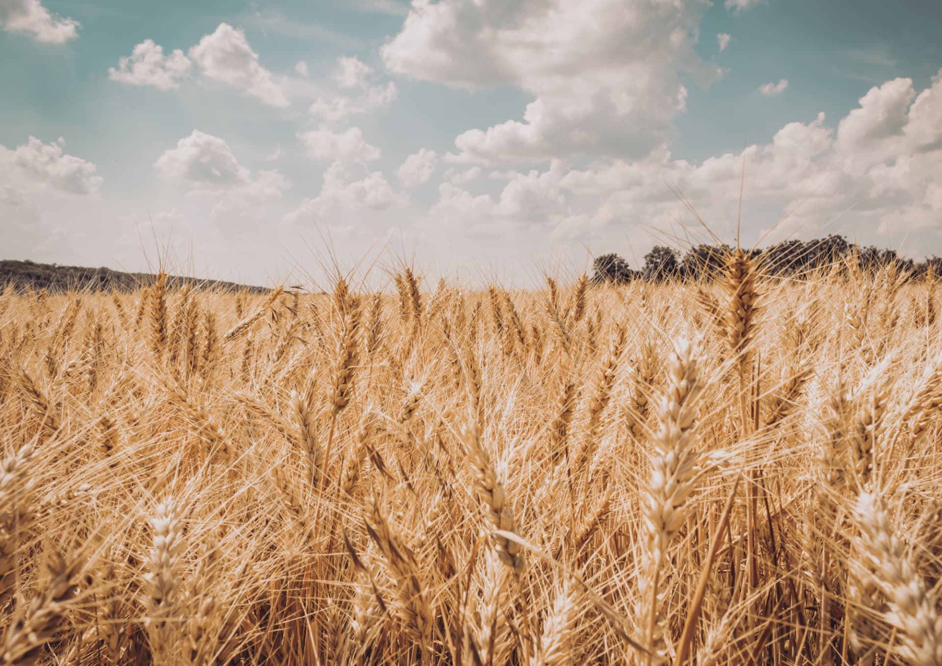 A summer wheat field under high cloud on Prince Edward Island