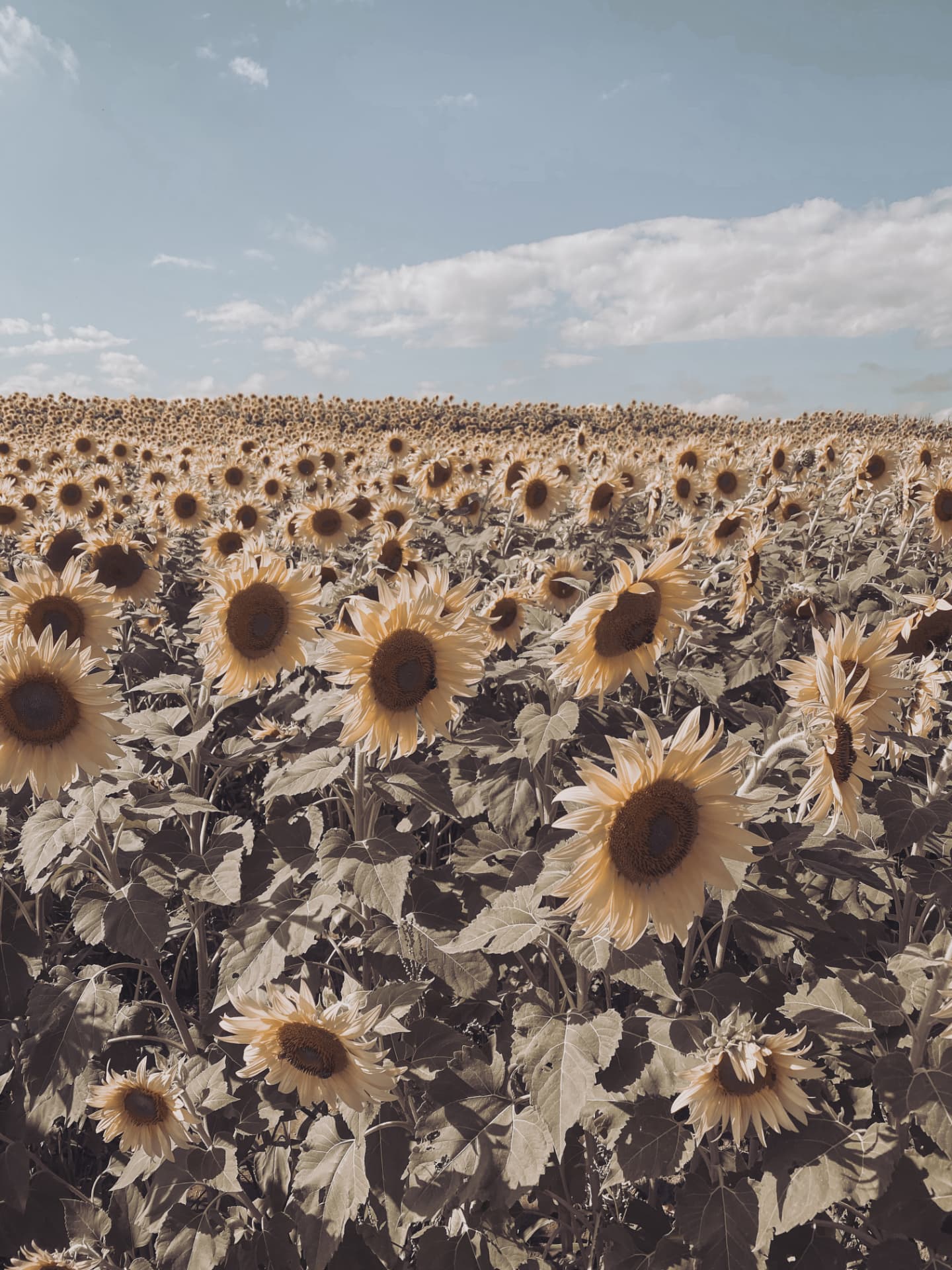 Sunflower field under a summer sky